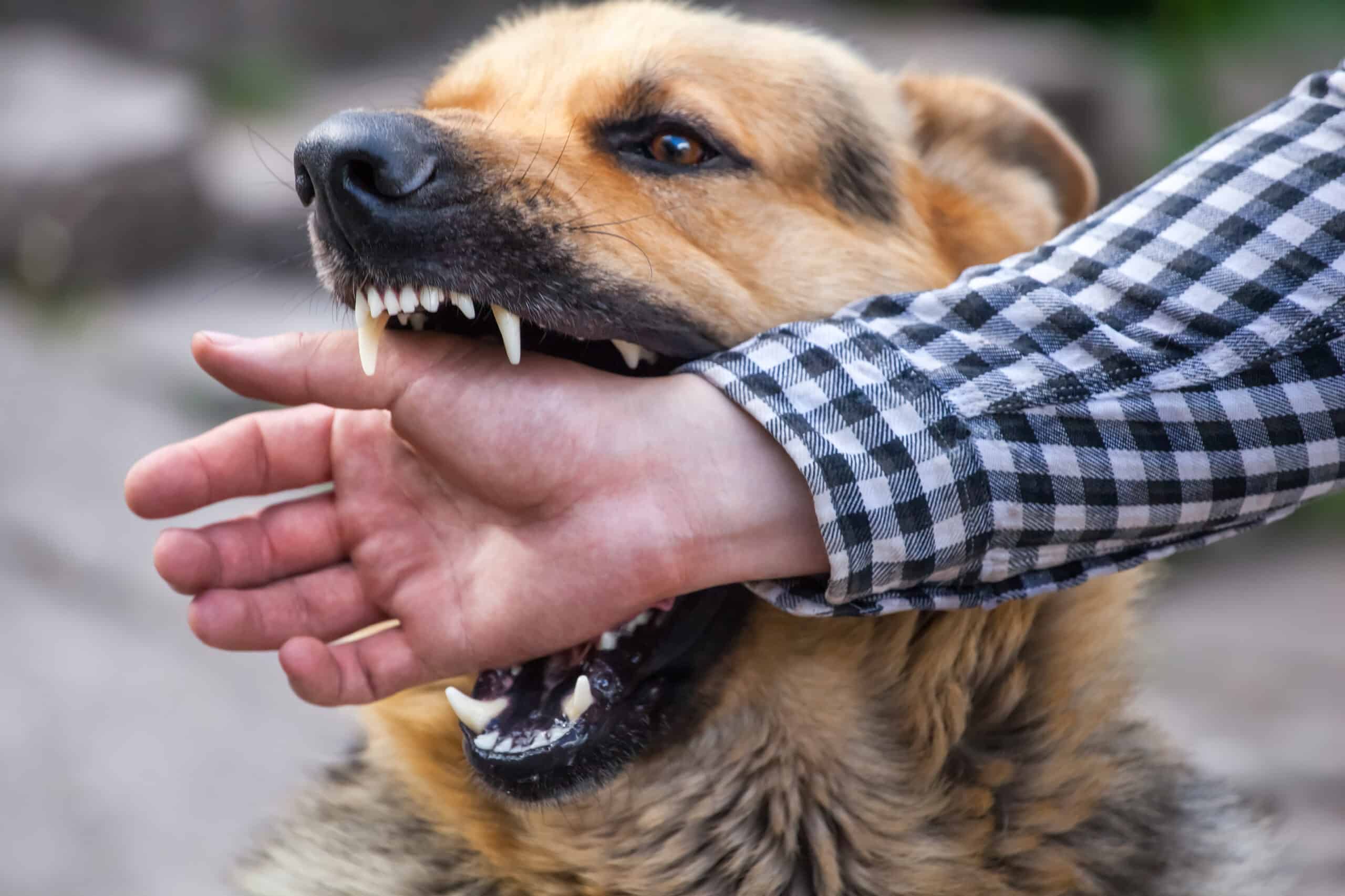 The Statute of Limitations for Dog Bite Claims in Midvale, UT