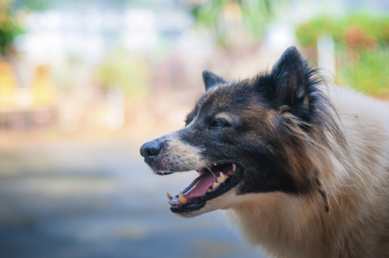 Steps to Take After a Dog Bite Injury at Work