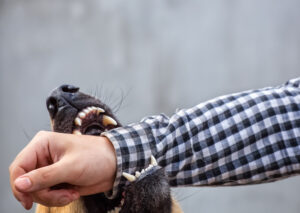 Why Should I Call Parker & McConkie Personal Injury Lawyers for Help Recovering Compensation for Dog Bite Injuries in Ogden?