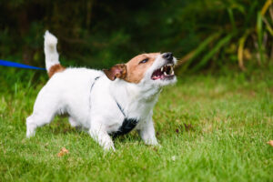 How Parker & McConkie Personal Injury Lawyers Can Help After a Dog Bite Incident in Rock Springs