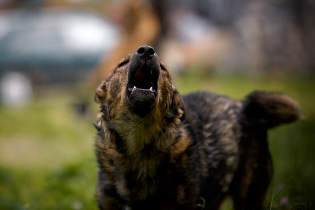 A dog displaying aggressive behavior, which in Utah can lead to owner liability regardless of a prior "one bite" history.