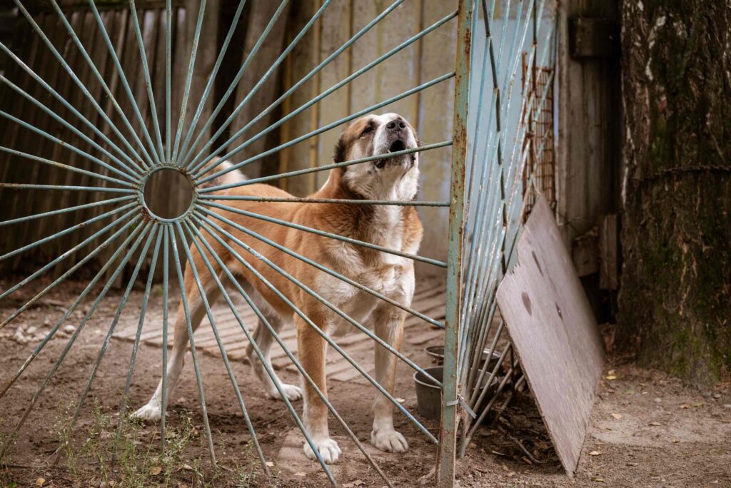 An aggressive barking dog behind a metal gate illustrates animal attack cases handled by Spokane Dog Bite Lawyers.
